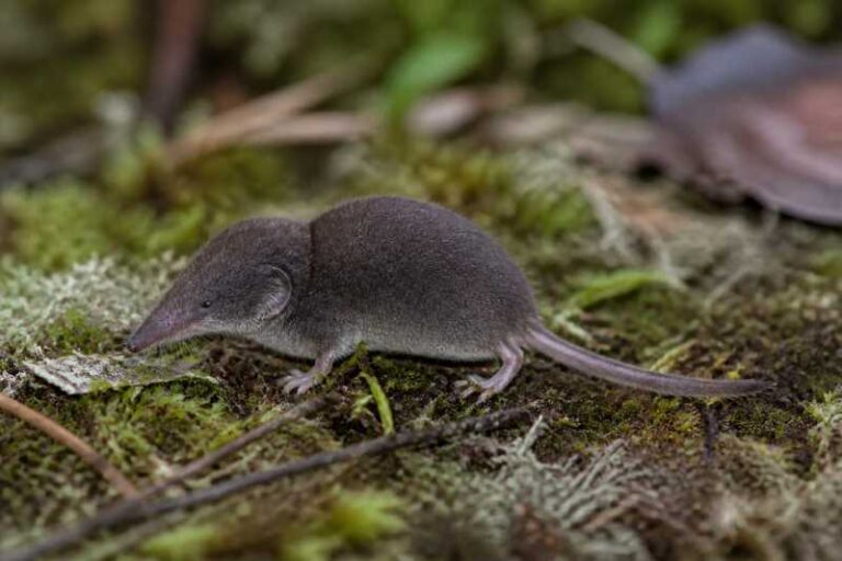 Image of a Chinese Highland Shrew in its natural habitat