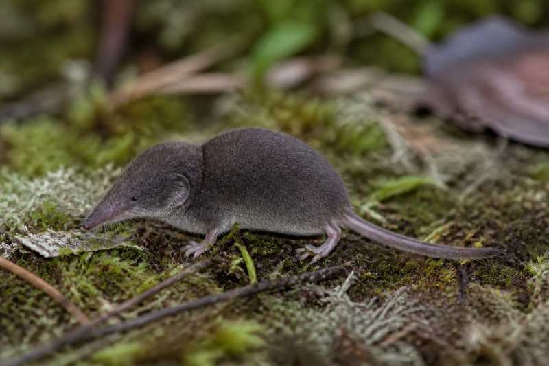 Image of a Chinese Highland Shrew in its natural habitat