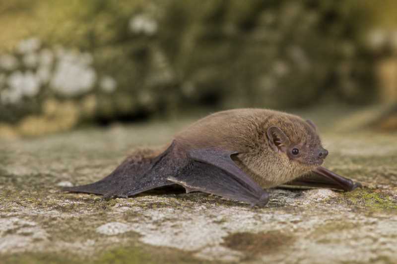 Image of a Chinese Pipistrelle in its natural habitat