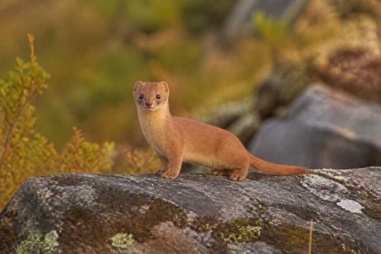 Image of a Chinese Pygmy Weasel in its natural habitat