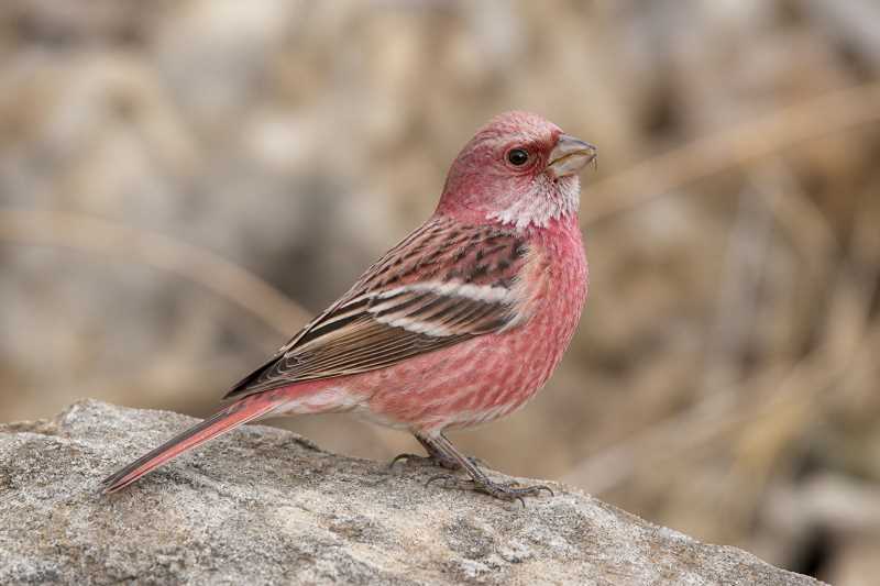 Image of a Chinese Beautiful Rosefinch in its natural habitat