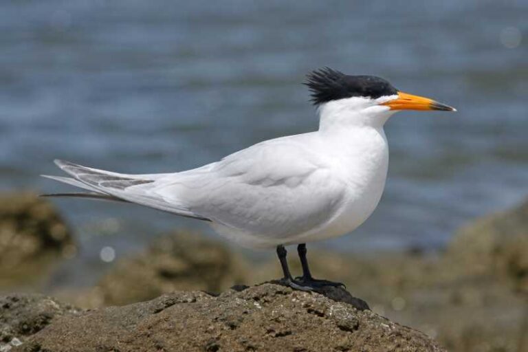 Image of a Chinese Crested Tern in its natural habitat