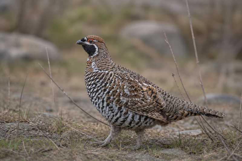 Image of a Chinese Grouse in its natural habitat
