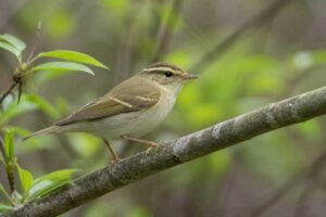 Image of a Chinese Leaf Warbler in its natural habitat