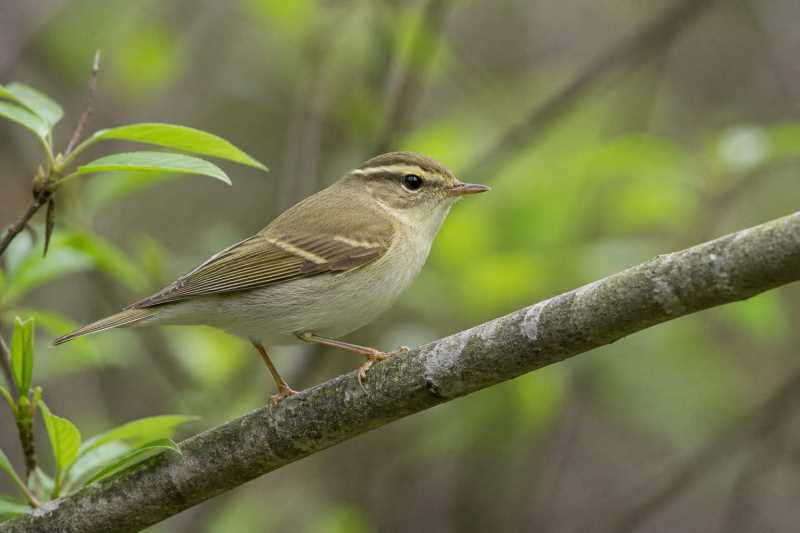Image of a Chinese Leaf Warbler in its natural habitat