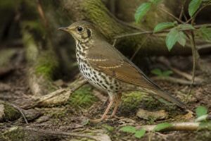 Image of a Chinese Thrush in its natural habitat