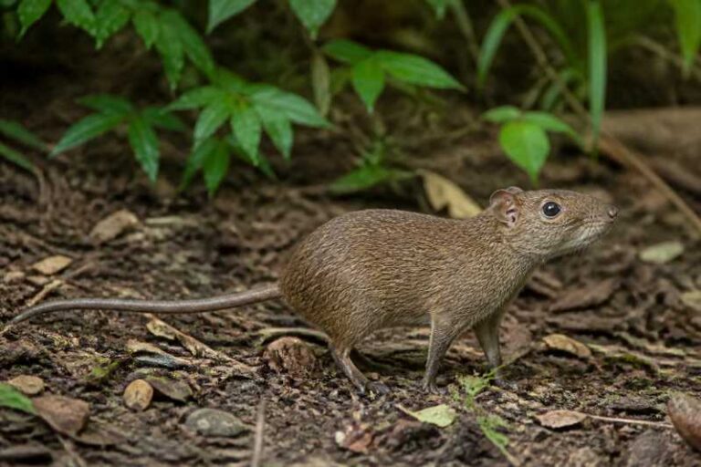Image of a Chingawa Forest Rat in its natural habitat