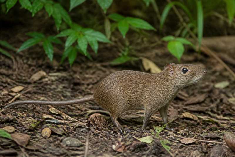 Image of a Chingawa Forest Rat in its natural habitat