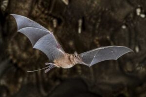 Image of a Chiribiquete Sword-nosed Bat in its natural habitat