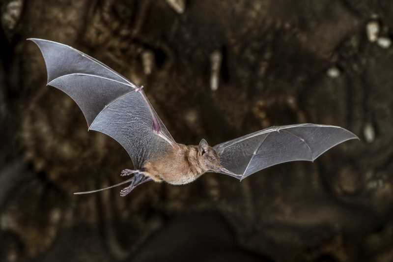 Image of a Chiribiquete Sword-nosed Bat in its natural habitat