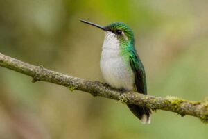 Image of a Chiribiquete Emerald in its natural habitat