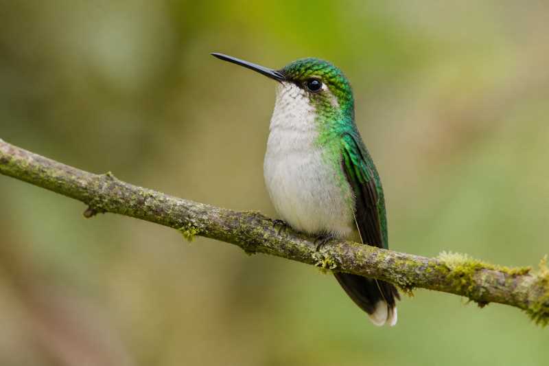 Image of a Chiribiquete Emerald in its natural habitat