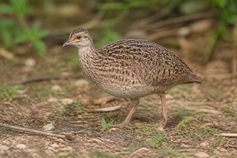 Image of a Choco Tinamou in its natural habitat