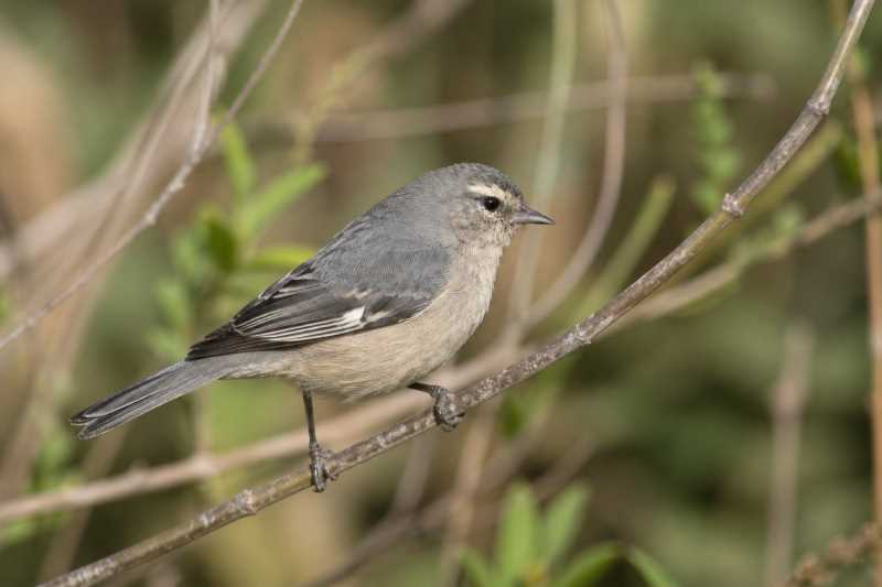 Image of a Cinereous Conebill in its natural habitat