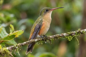 Image of a Cinnamon-sided Hummingbird in its natural habitat
