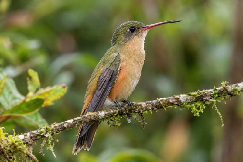 Image of a Cinnamon-sided Hummingbird in its natural habitat