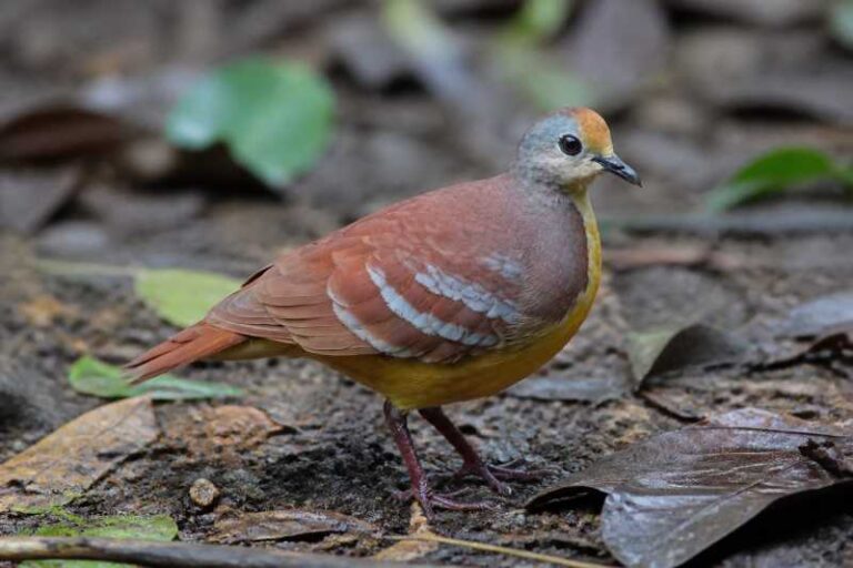 Image of a Cinnamon Ground Dove in its natural habitat