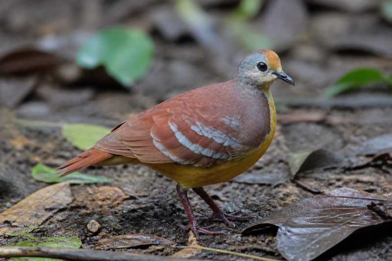 Image of a Cinnamon Ground Dove in its natural habitat