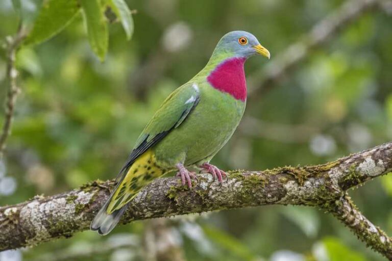 Image of a Claret-breasted Fruit Dove in its natural habitat