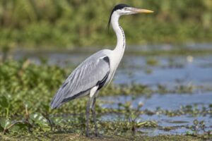Image of a Cocoi Heron in its natural habitat