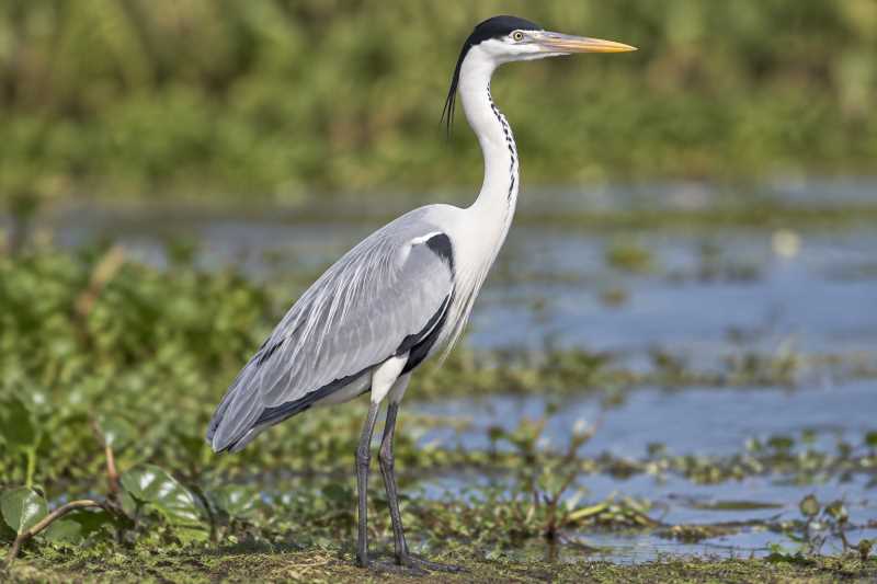 Image of a Cocoi Heron in its natural habitat