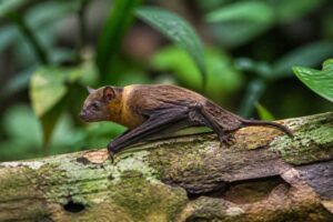 Image of a Collared Sprite in its natural habitat