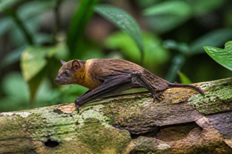 Image of a Collared Sprite in its natural habitat
