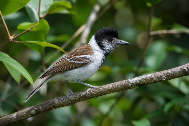 Image of a Collared Antshrike in its natural habitat