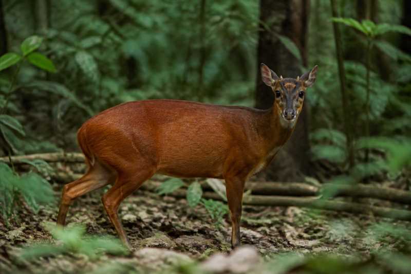 Image of a Colombian Red Brocket in its natural habitat