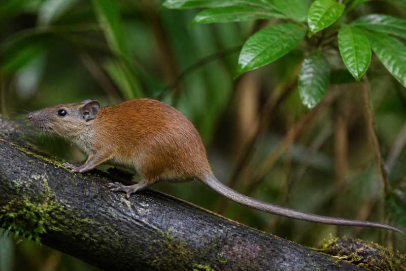 Image of a Colombian Rufous Tree-rat in its natural habitat