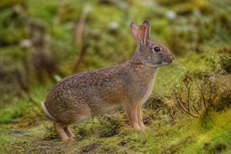 Image of a Colombian Tapeti in its natural habitat