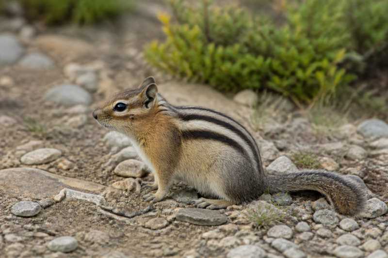 Image of a Colorado Chipmunk in its natural habitat