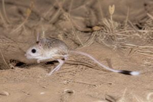 Image of a Comb-toed Jerboa in its natural habitat