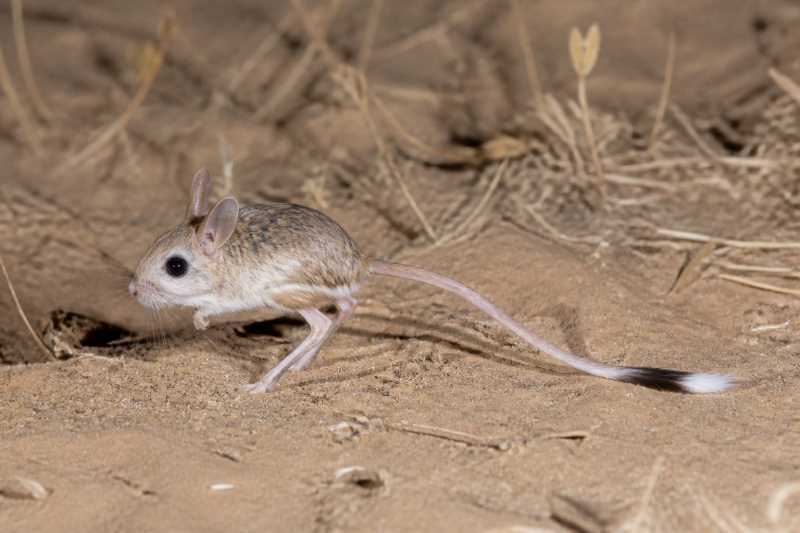 Image of a Comb-toed Jerboa in its natural habitat