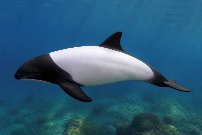 Image of a Commerson's Dolphin in its natural habitat