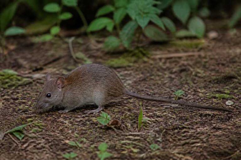 Image of a Common Defua Rat in its natural habitat
