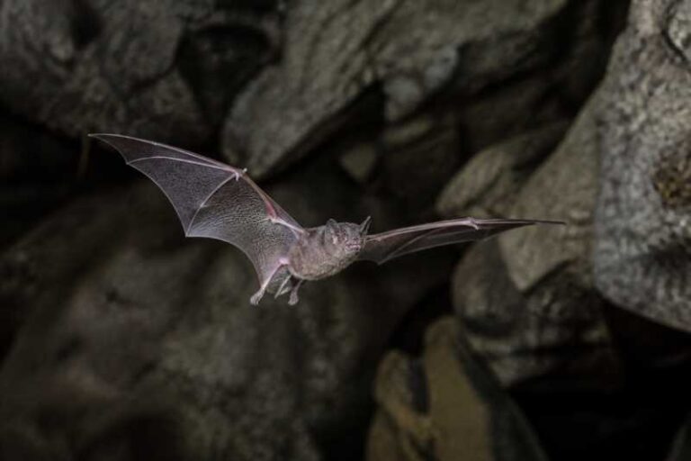 Image of a Common Dwarf Bonneted Bat in its natural habitat