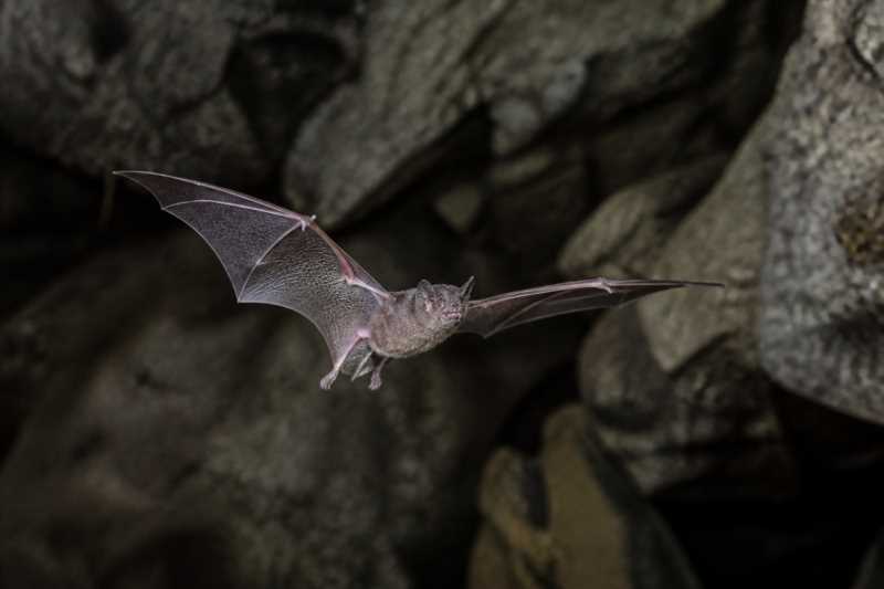 Image of a Common Dwarf Bonneted Bat in its natural habitat