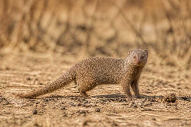 Image of a Common Dwarf Mongoose in its natural habitat