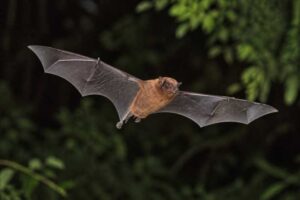 Image of a Common Noctule in its natural habitat