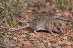 Image of a Common Planigale in its natural habitat