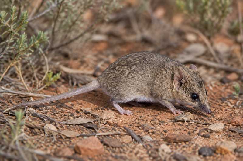 Image of a Common Planigale in its natural habitat