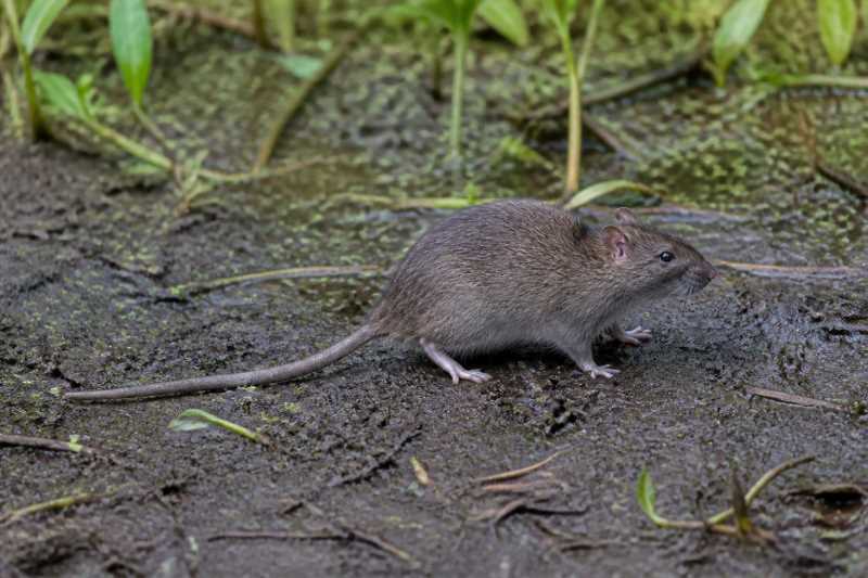 Image of a Common Swamp Rat in its natural habitat