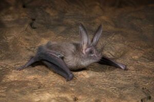Image of a Common Sword-nosed Bat in its natural habitat