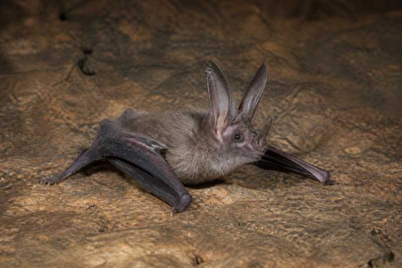 Image of a Common Sword-nosed Bat in its natural habitat