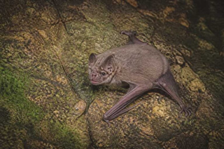 Image of a Common Thick-thumbed Bat in its natural habitat