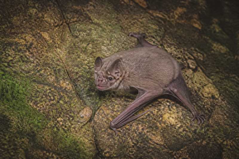Image of a Common Thick-thumbed Bat in its natural habitat