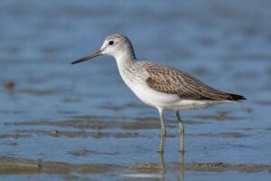 Image of a Common Greenshank in its natural habitat