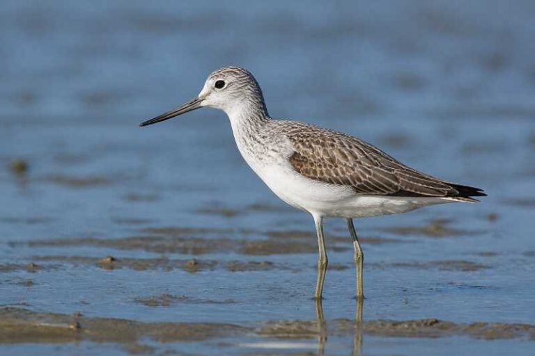Image of a Common Greenshank in its natural habitat