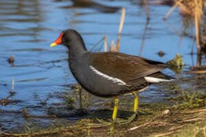 Image of a Common Moorhen in its natural habitat